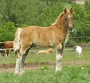 Mischel Chelsea
