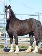 Fronarth Miss Nerys
