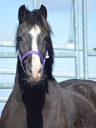 Fronarth Miss Nerys