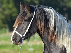 Lady Juliette from Strachovice