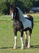 Lady Juliette from Strachovice