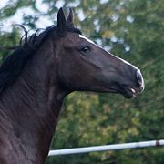 Rhydfendigaid Ffion