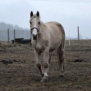 Alma