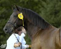 Arvalon Appollo