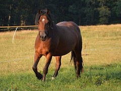 Menai Fancy Free