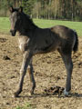 Mischel olwen