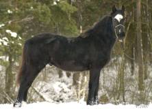Danaway Pegasus