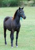 Crossfield Rosinda