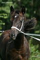 Brackens Roxanne