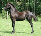 Brackens Roxanne