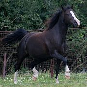 Trawel Black Rose
