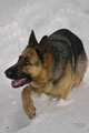 Dina